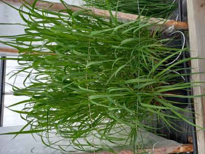 Click for 1 image(s) for this accession.